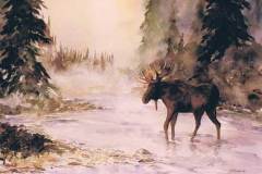 Moose in Morning Mist