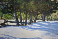 Cedar Shadows