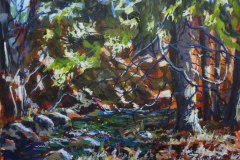 Sunlight through the Cedars
