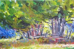 Afternoon Sun on Cedars