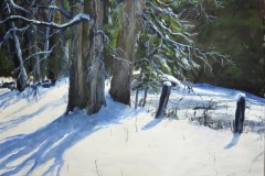 January Maples in Sunlight