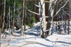 Old Spruce in Winter Sunlight