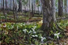 Trilliums Among the Maples
