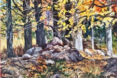 104-Autumn-Maples-Along-Stone-Fence-16x20-Nov-25-2022