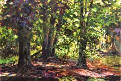 Muskrat River Maples Along the Shore