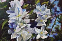 Apple Blossoms