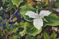 Trillium