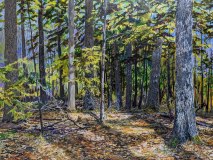 37-Filtered-Sunlight-in-the-Pine-Grove-30x40-May-10-2023